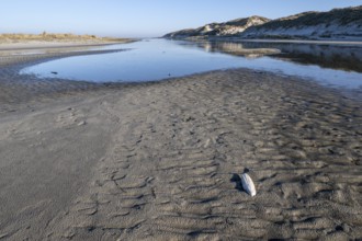 Wadden Sea with dunes, Amrum, Schleswig-Holstein, Germany, Europe