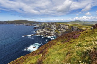 Rugged cliffs on the Atlantic, Kerry Cliffs, Skellig Ring scenic road, Portmagee, Iveragh