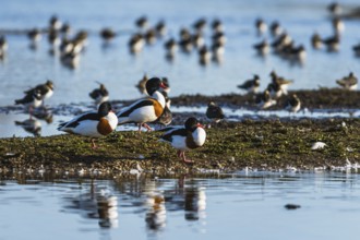 Common Shelduck, Tadorna tadorna, birds on winter marshes