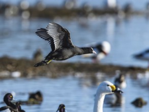 Eurasian Coot, Fulica atra, bird in flight over winter marshes