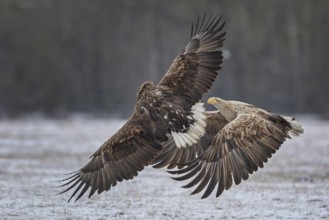 White-tailed eagle (Haliaeetus albicilla) foraging on a frozen lake, food envy, territory defence,