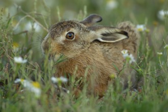 European brown hare (Lepus europaeus) adult animal resting in grassland amongst summer flowers,