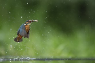 Common kingfisher (Alcedo atthis) adult bird emerging from water of a lake with a fish in its beak,