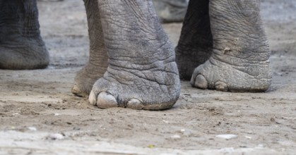 Closeup of captive asian elephant feet while walking on a street