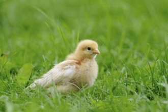 A single chick sitting in the green grass, domestic fowl (Gallus gallus domesticus), Franconia
