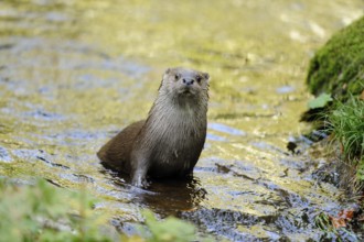 An otter stands upright in the water and attentively observes its surroundings, otter (Lutra