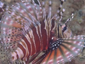 Close-up of a zebra dwarf lionfish (Dendrochirus zebra) with striking fin pattern, dive site Twin