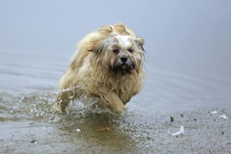 Lhasa Apso, Lhasa terrier, lion dog, Tibet, plays in the water