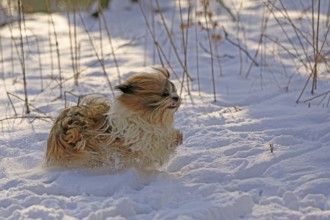 Lhasa Apso, Lhasa terrier, lion dog, Tibet, snow