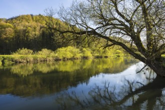 Upper Danube nature park Park, willow (Salix spec.), in spring, Swabian Alb, Baden-Wuerttemberg,