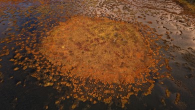 Moor, autumn, intense colouring, drone shot, without horizon, Lapland, Northern Finland, Finland,
