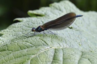 Blue-winged damselfly with closed wings on a leaf, close-up, Wilnsdorf, North Rhine-Westphalia,