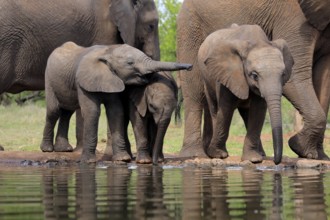 African elephant (Loxodonta africana), three young animals, at the water, drinking, group, Kruger
