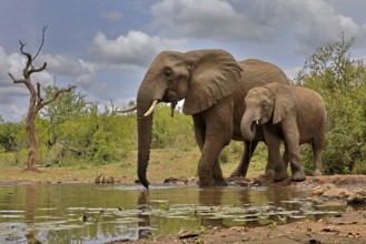 African elephant (Loxodonta africana), adult, bull, male, young, bull with young, at the water,
