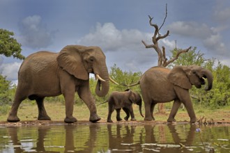 African elephant (Loxodonta africana), adult, female, mother, male, bull, young animal, mother with