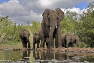 African elephant (Loxodonta africana), adult, female, mother, young, mother with young, at the