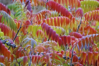 Vinegar tree after rain in autumn, Germany, Europe