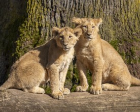 Asiatic Lion (Panthera leo persica), two cubs sitting on a tree trunk and looking attentively,