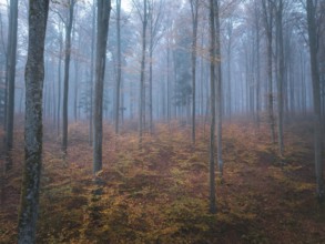 Picturesque foggy forest with autumnal trees and colourful foliage, Gechingen, Black Forest,