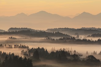 Foggy mood, morning light, mountain landscape, autumn, Alpine foothills, view of the Bavarian Alps,