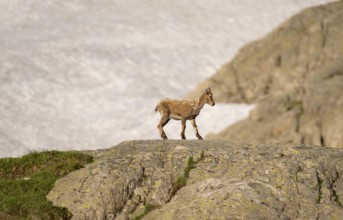 Alpine ibex (Capra ibex), young animal on a rock, in the morning light, Mont Blanc massif,