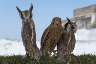 Two owls and a falcon side by side on a green background against an urban backdrop in daylight,