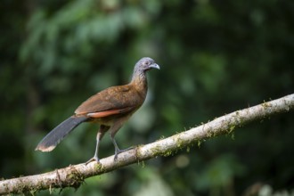 Grey-headed guan (ortalis cinereiceps), bird sitting on a branch, Heredia province, Costa Rica,