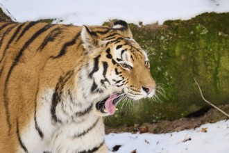 Siberian tiger (Panthera tigris altaica) walking in the snow in winter, captive, Germany, Europe