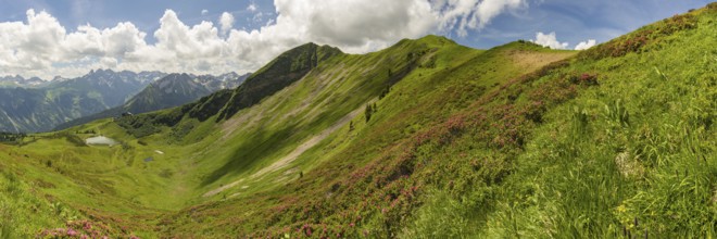 Alpine rose blossom, panorama from the Fellhorn over the Schlappoldsee and mountain station of the