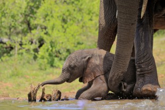 African elephant (Loxodonta africana), young animal, calf, baby elephant, mother, young animal with