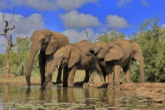 African elephant (Loxodonta africana), adult, juvenile, group with juveniles, at the water,
