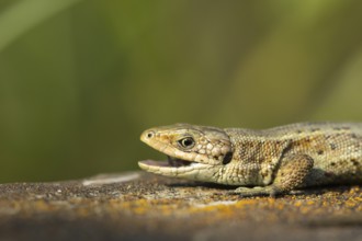 Common lizard (Zootoca vivipara) adult reptile with its mouth open on a wooden sleeper, England,