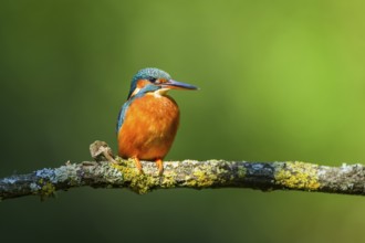 Common kingfisher (Alcedo atthis) sitting on a branch with autumncolours, wildife, Catalonia,