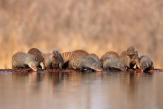 Zebra mongoose (Mungos mungo), adult, group, at the water, drinking, Kruger National Park, Kruger