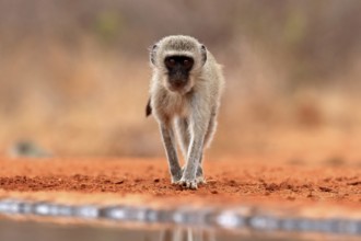 Vervet Monkey (Chlorocebus pygerythrus), adult, at the water, alert, Kruger National Park, Kruger