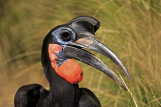 Red-faced Hornbill (Bucorvus leadbeateri), Red-cheeked Hornbill, Southern ground hornbill, Kaffir