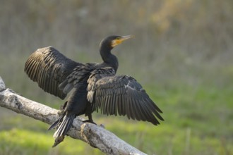 Cormorant (Phalacrocorax carbo), sitting, open wings, sun, Lower Austria