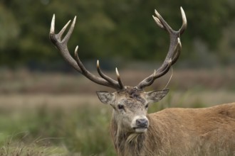 Red deer (Cervus elaphus) adult male stag animal portrait, England, United Kingdom, Europe