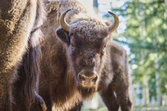European bison (Bison bonasus) portrait in a forest in spring, Bavarian Forest, Germany, Europe