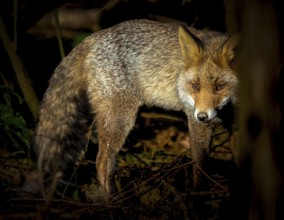 Red fox (Vulpes vulpes) standing in the thicket of the forest, hiding, curious, many branches
