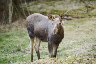 Elk (Alces alces) standing on a meadow on the edge of a forest, Bavaria, Germany, Europe