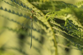 Emerald damselfly (Lestes sponsa) adult insect on a Bracken plant leaf in the summer, England,