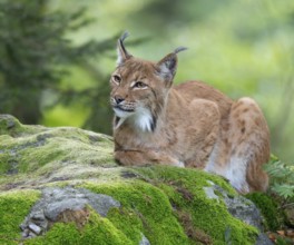 Eurasian lynx (Lynx lynx) lying on a moss-covered rock in the forest and looking attentively,