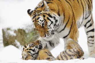 A tiger gently interacting with a young in a snowy forest, Siberian tiger (Panthera tigris