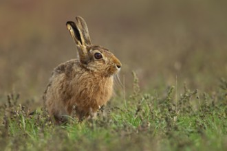 European brown hare (Lepus europaeus) adult animal in grassland in summer, England, United Kingdom,