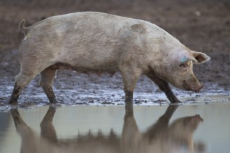 Domestic pig (Sus scrofa domesticus) adult farm animal standing by a puddle in a muddy field,
