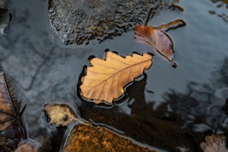 Close-up of an autumn leaf in water with reflective surrounding details and calm atmosphere, Black