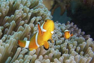 Ocellaris Clownfish (Amphiprion ocellaris) in a sea anemone, dive site Coral Garden, Menjangan,