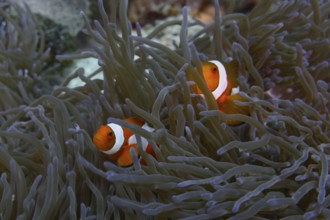 Two Ocellaris Clownfish (Amphiprion ocellaris) swimming between the tentacles of a sea anemone,