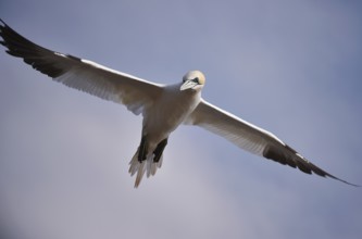 Northern gannet (Morus bassanus) flying near Heligoland, Schleswig-Holstein, Germany, Europe